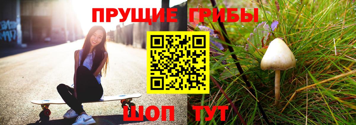 Галлюциногенные грибы Psilocybe Северск